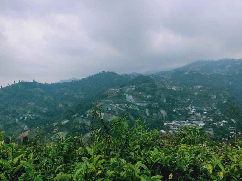 tanah kemuning ngargoyoso