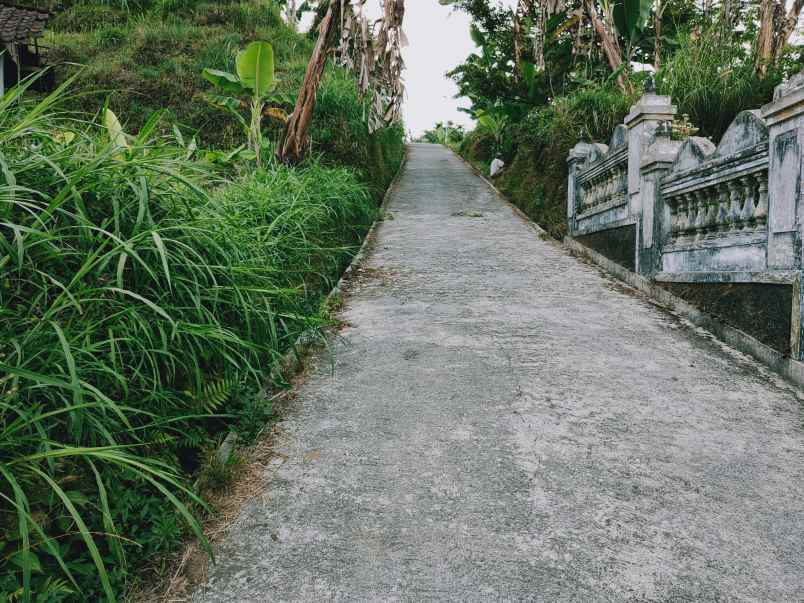 tanah kemuning ngargoyoso