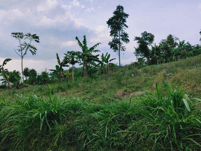 tanah kemuning ngargoyoso