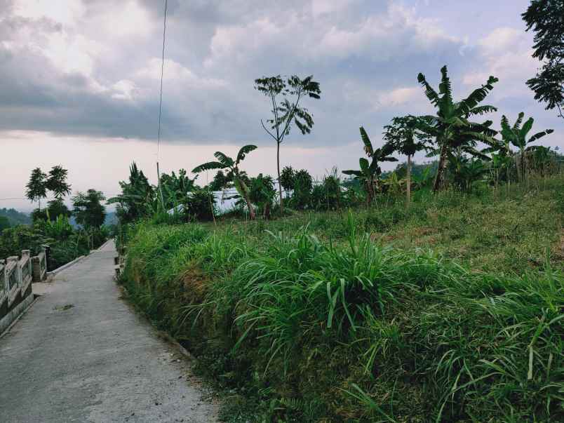 tanah kemuning ngargoyoso