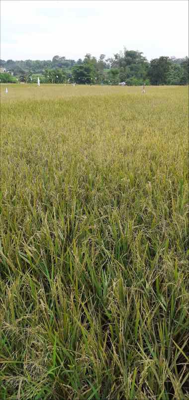 tanah kepulungan gempol pasuruan