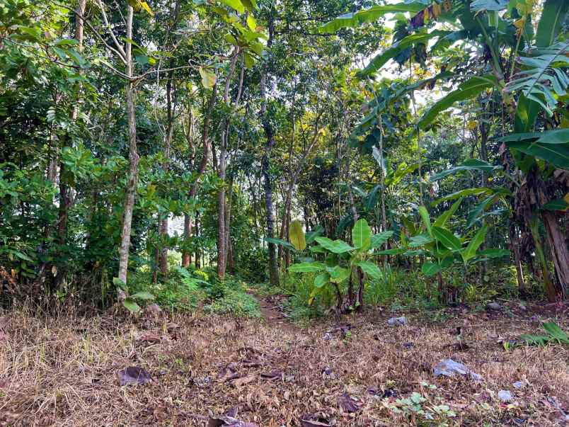 tanah kerjo karanganyar