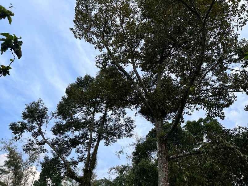 tanah mojogedang karanganyar