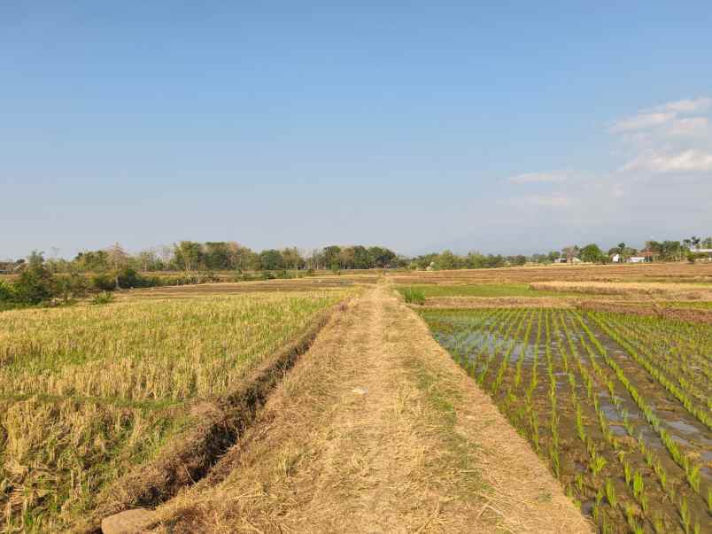 tanah subur 4150m kedawung sragen