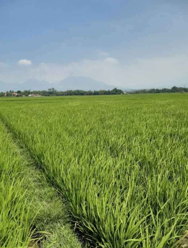 dijual cepat murah sawah produktif
