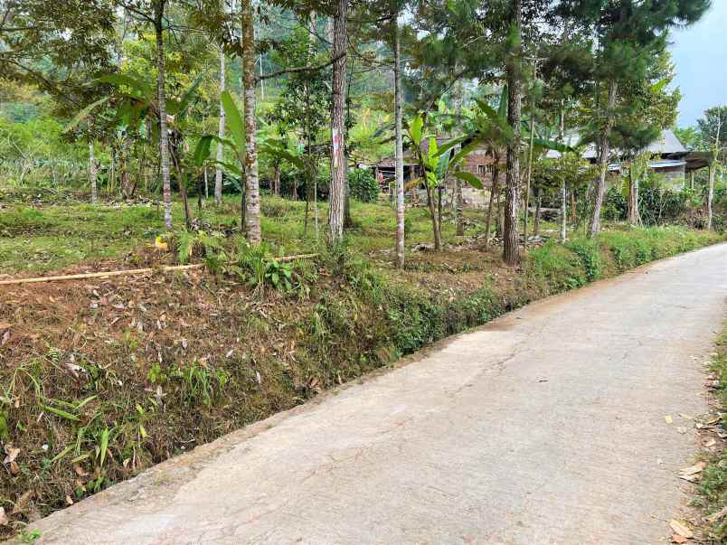 dijual kebun durian dekat pasar kemuning karanganyar