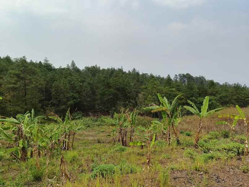 dijual tanah cembor 1