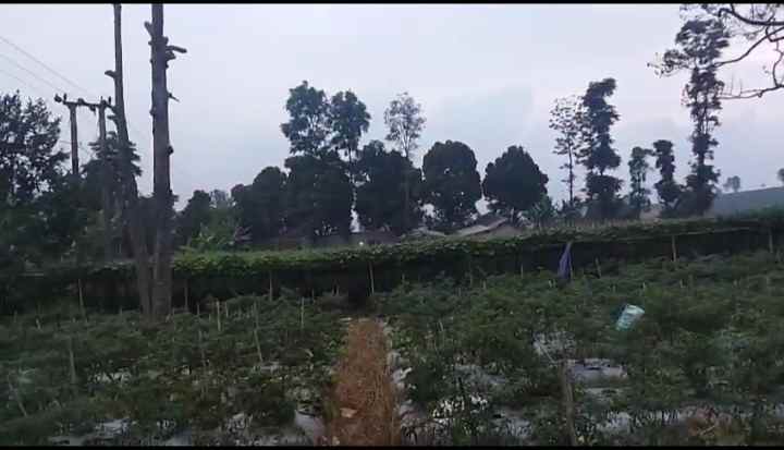 dijual tanah cipada