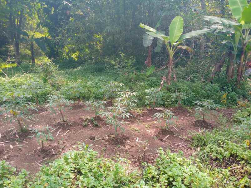 dijual tanah cirangkong cemplang