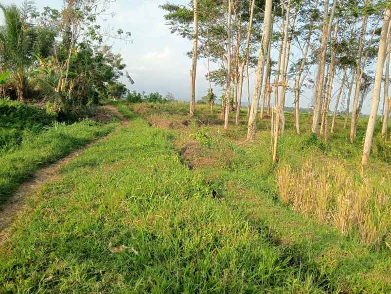 dijual tanah desa berembeng kec