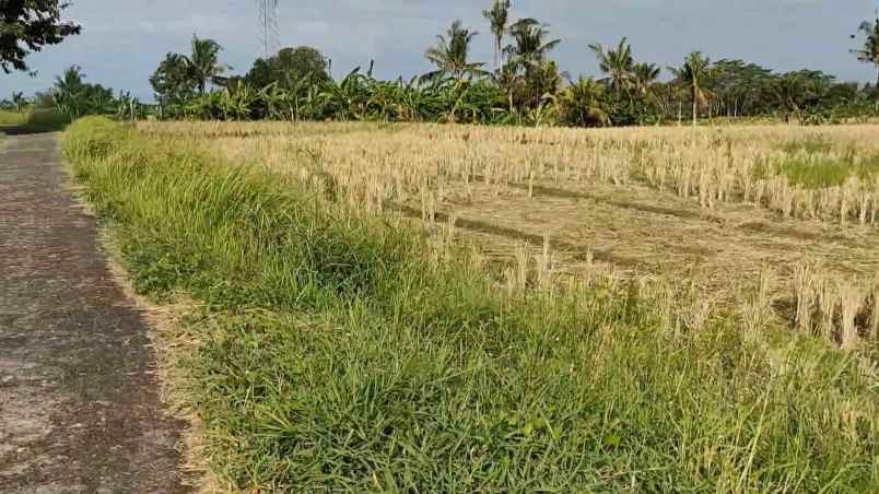 dijual tanah desa berembeng selemadeg