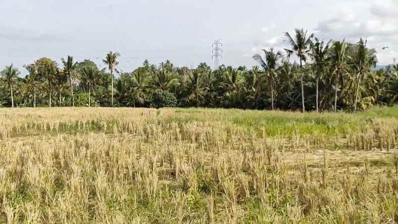 dijual tanah desa berembeng selemadeg