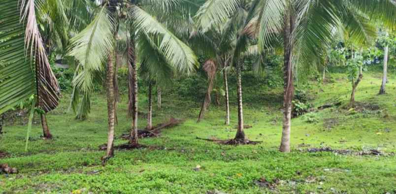 dijual tanah desa lalanglingah kec