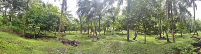 dijual tanah desa lalanglingah kec