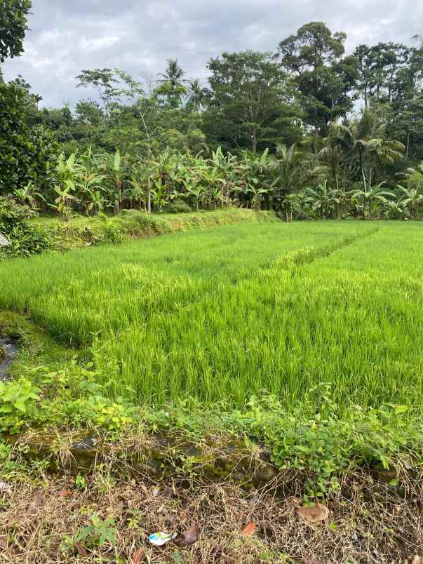 dijual tanah desa sukasari kec