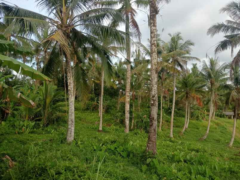 dijual tanah ds tireman kec selemadeg