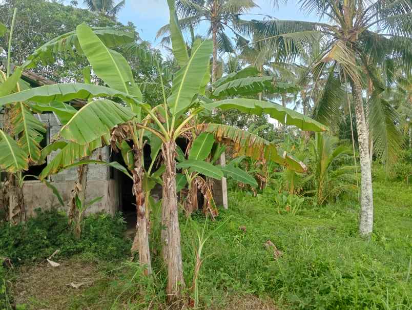 dijual tanah ds tireman kec selemadeg