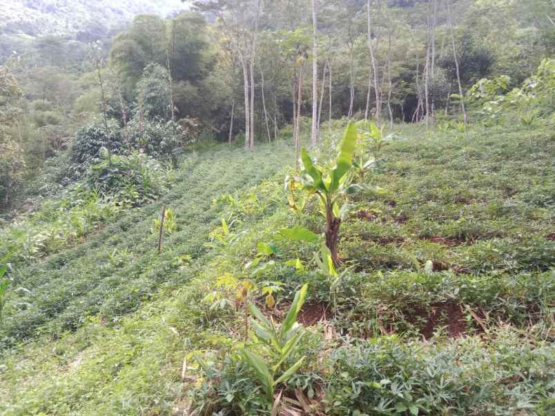 dijual tanah jalan sampok condong kp