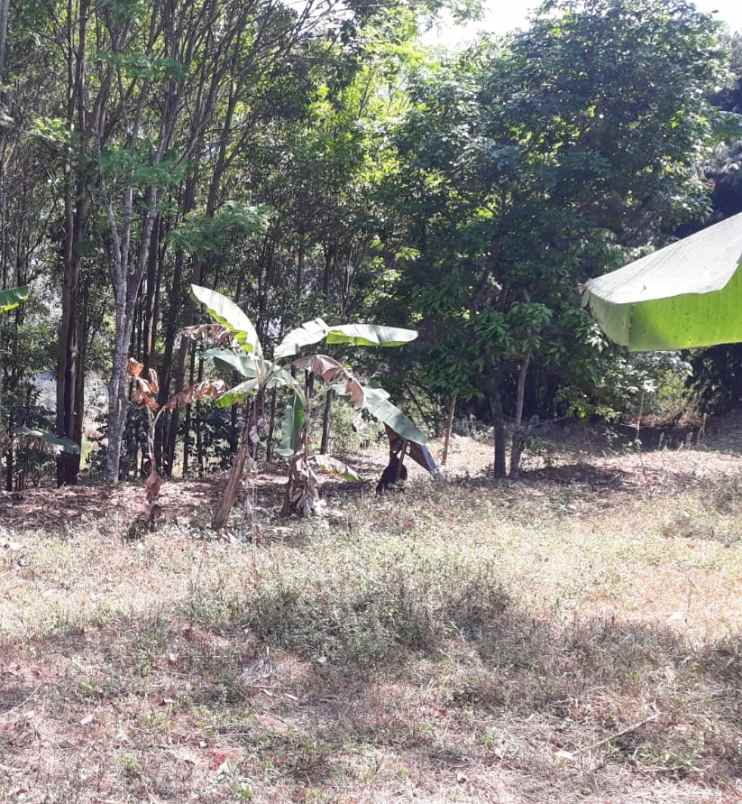 dijual tanah jalan sampok condong kp