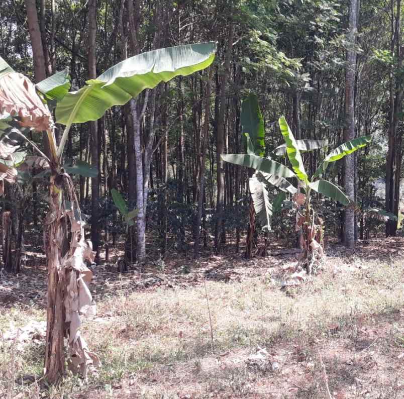 dijual tanah jalan sampok condong kp