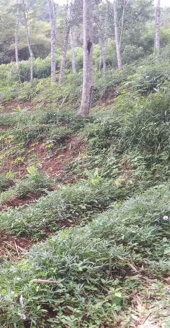 dijual tanah jalan sampok condong kp