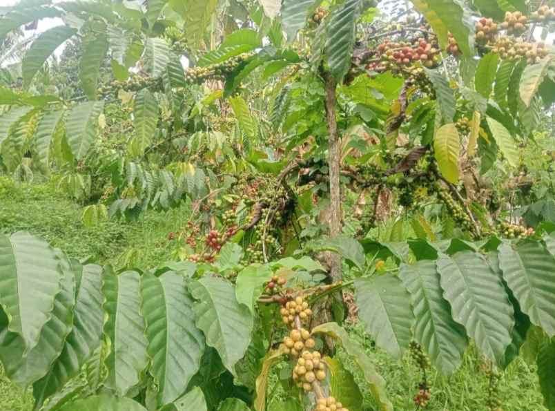 dijual tanah kebun los sungai murah tempat strategis