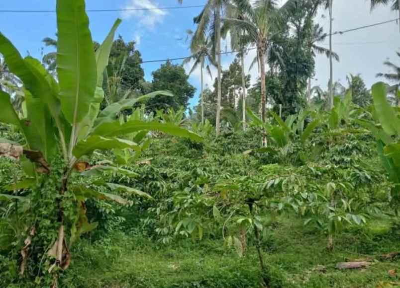 dijual tanah kebun los sungai murah tempat strategis
