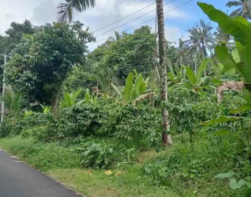 dijual tanah kebun los sungai murah tempat strategis