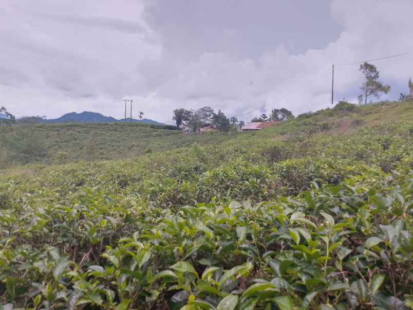 dijual tanah kebun produktif pinggir jalan