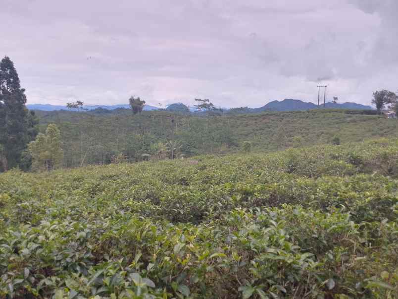 dijual tanah kebun produktif pinggir jalan