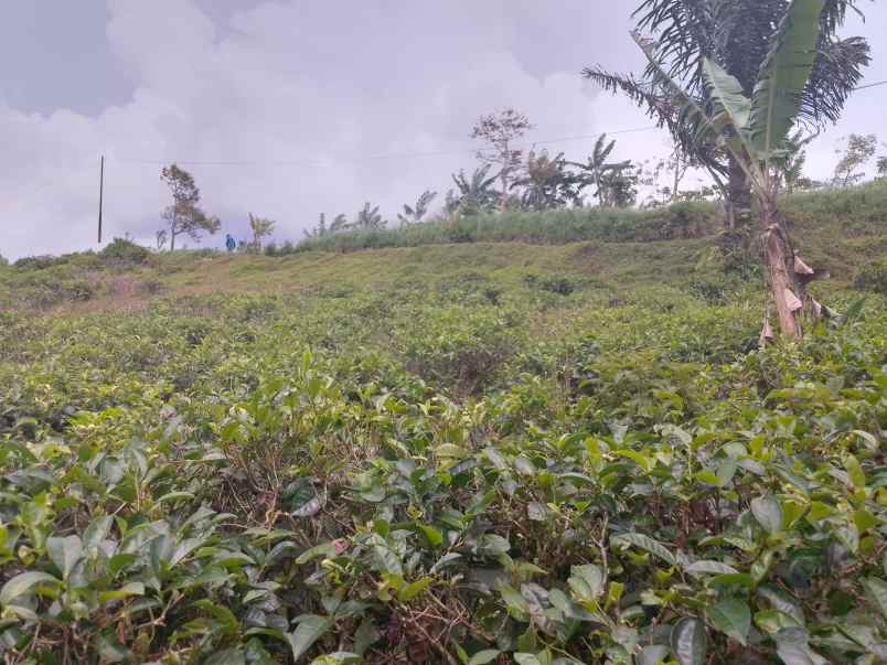 dijual tanah kebun produktif pinggir jalan