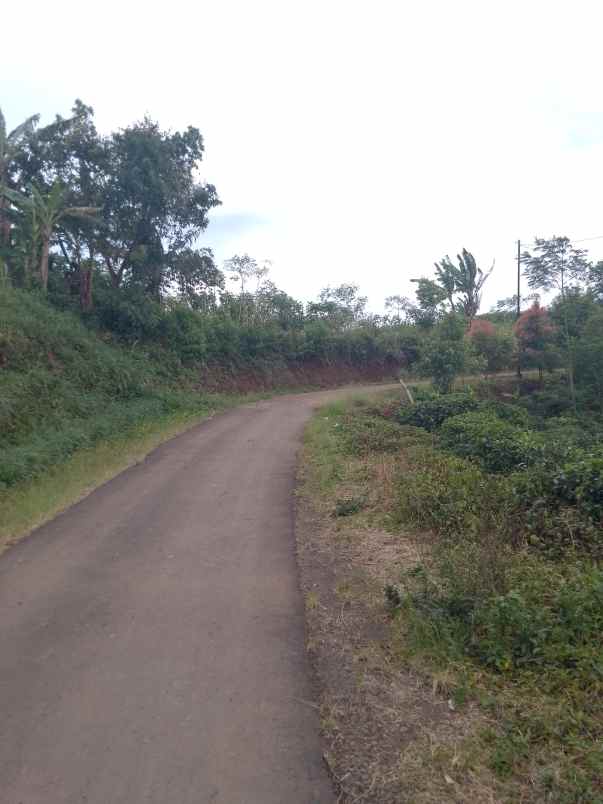 dijual tanah kebun produktif pinggir jalan