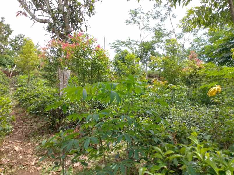 dijual tanah kebun produktif pinggir jalan