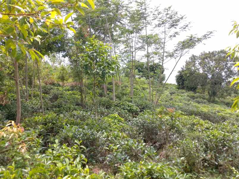 dijual tanah kebun produktif pinggir jalan