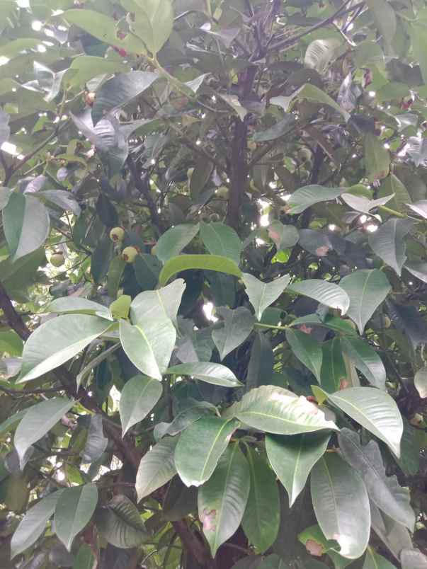 dijual tanah kiarapedes