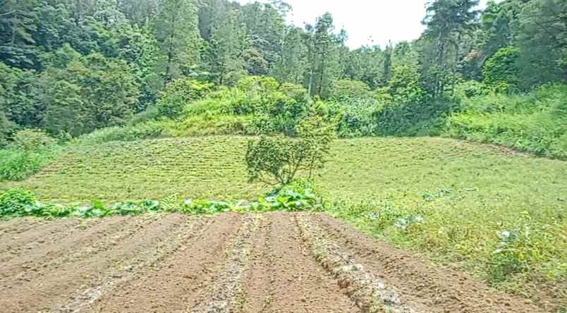 dijual tanah peceren desa sempajaya