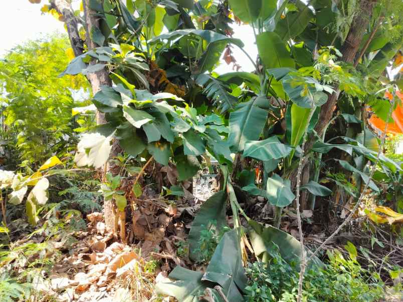 dijual tanah pendowoharjo sewon bantul