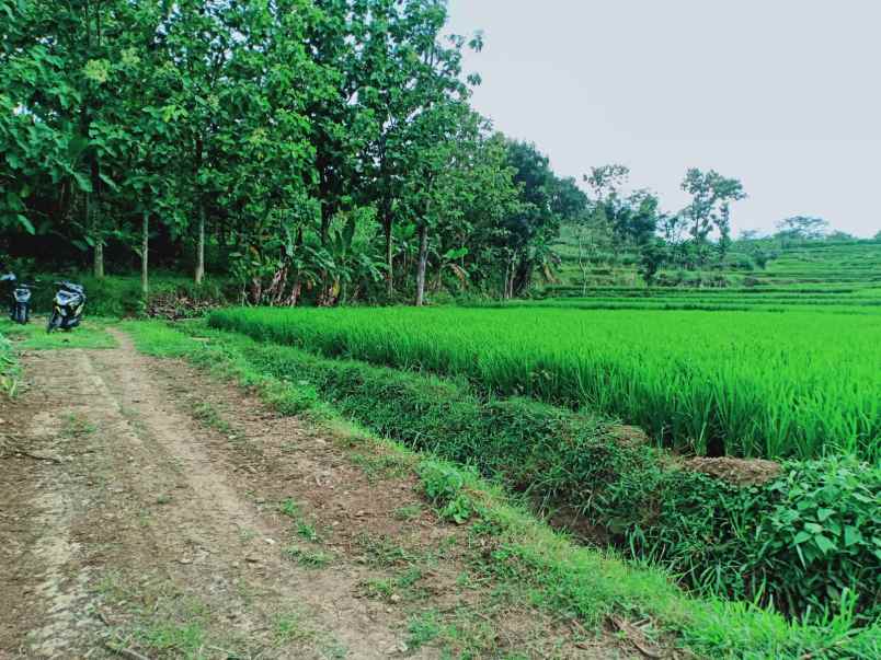 dijual tanah sawah 2805m2 kerjo karanganyar