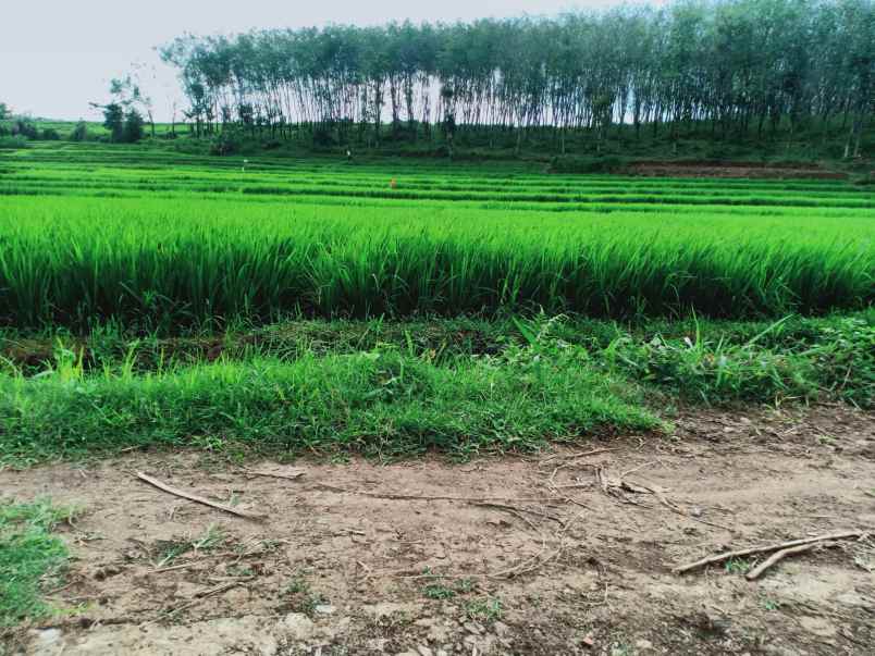 dijual tanah sawah 2805m2 kerjo karanganyar