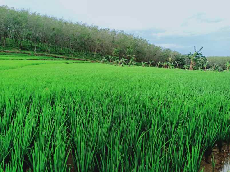 dijual tanah sawah 2805m2 kerjo karanganyar