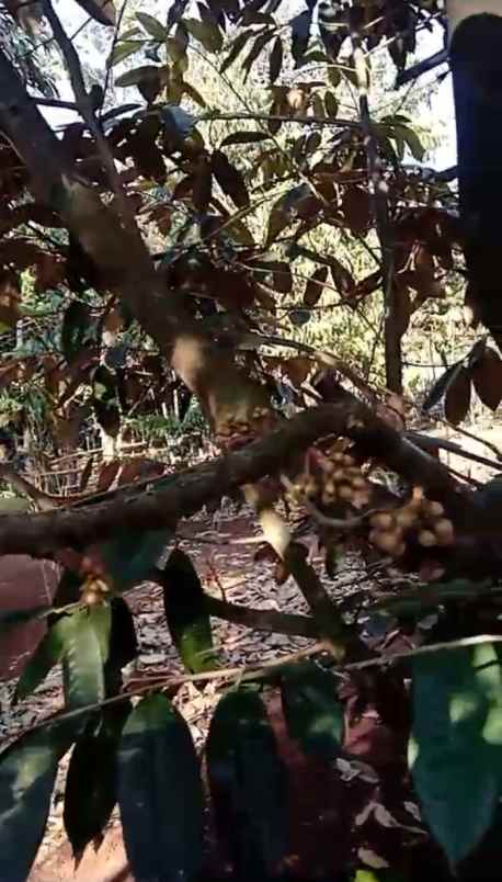 jual tanah kebun durian murah