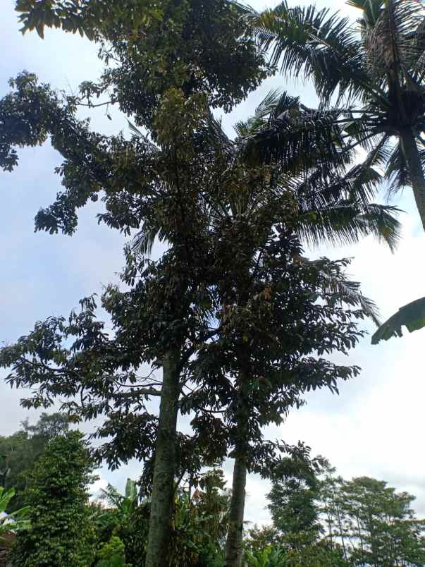 rumah karangpandan karanganyar