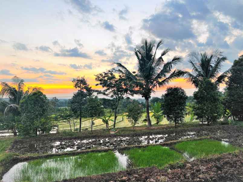 tanah 727m view hamparan sawah karangpandan