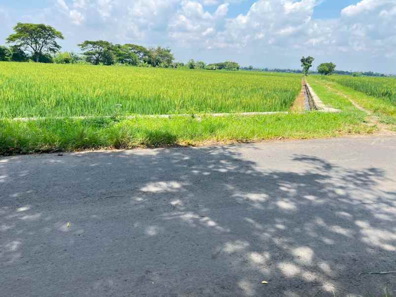 tanah datar subur 1430m kedawung sragen