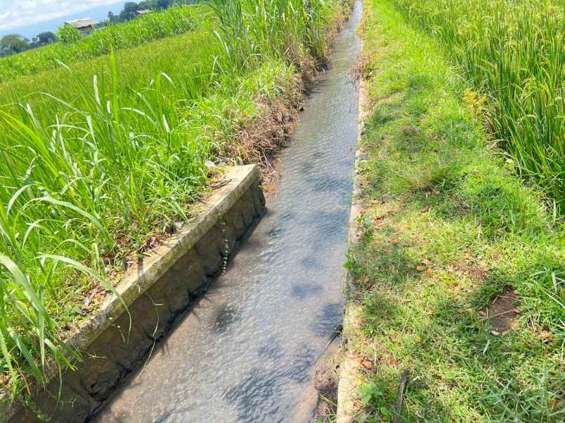 tanah datar subur 1430m kedawung sragen