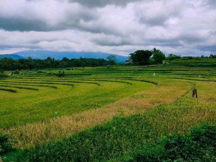 tanah karangpandan karanganyar