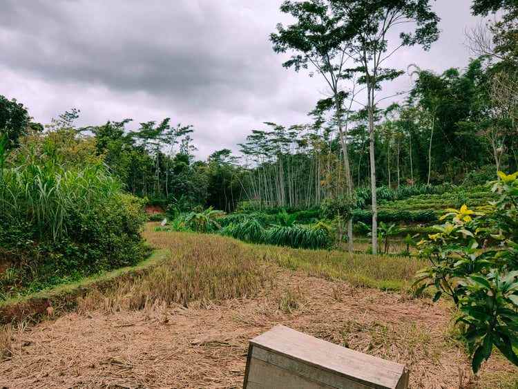 tanah karangpandan karanganyar