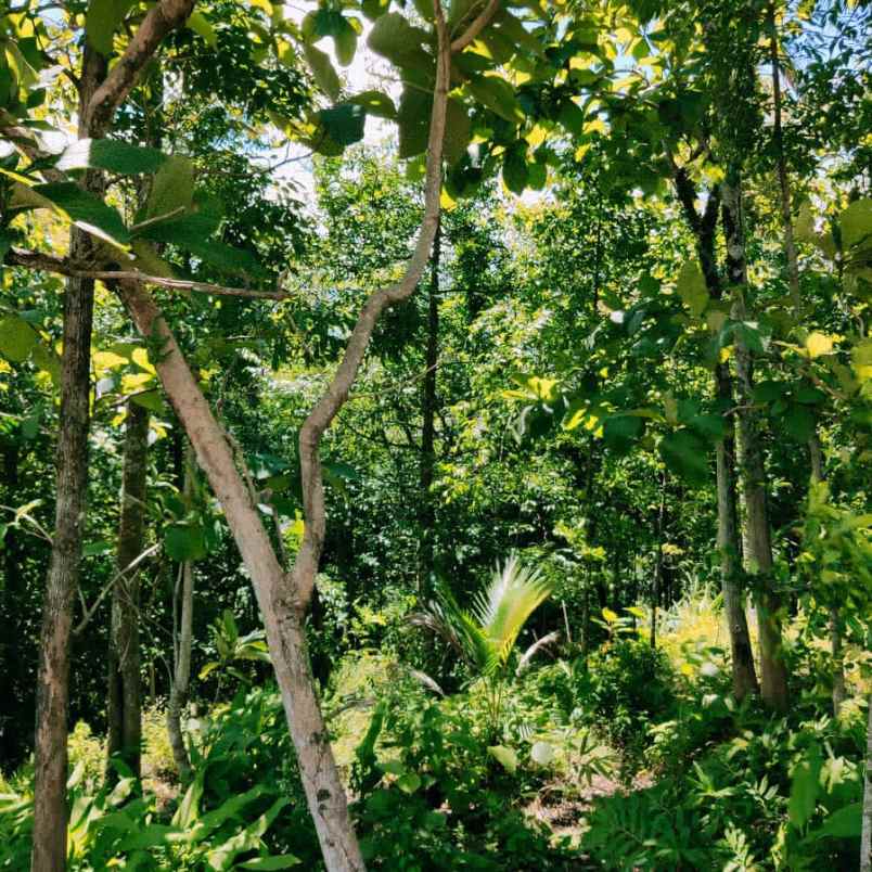 tanah karangpandan karanganyar