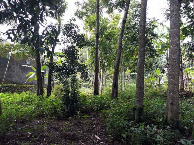 tanah kerjo karanganyar