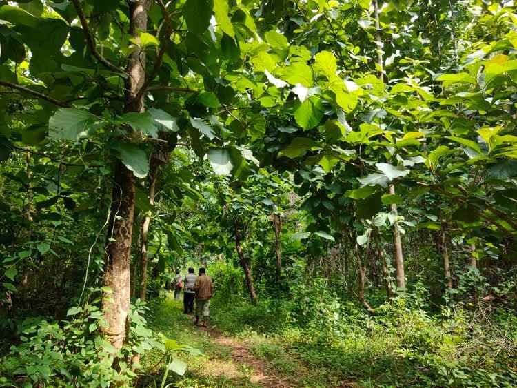 tanah kerjo karanganyar